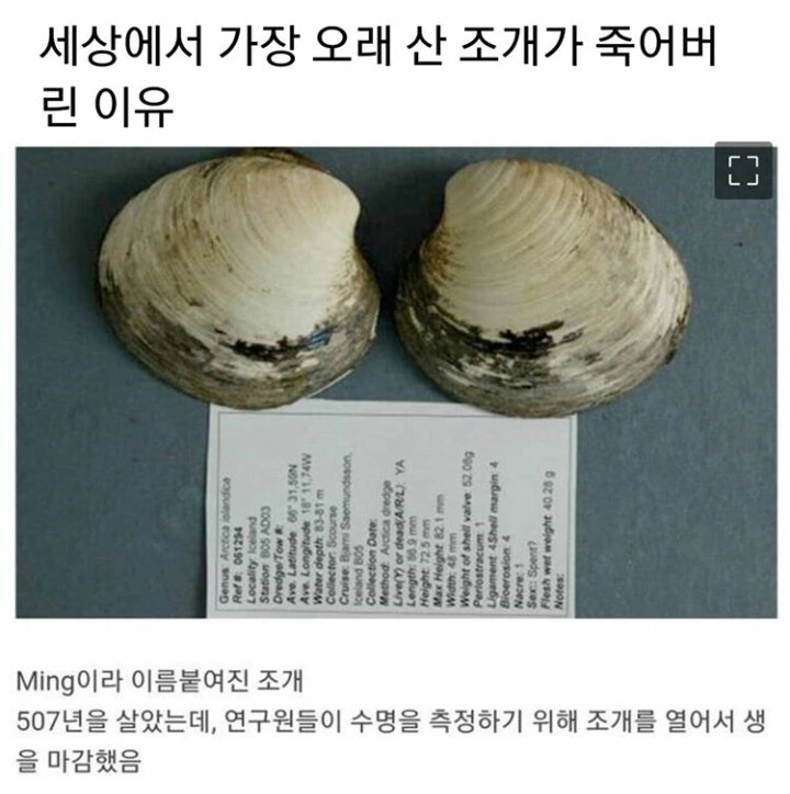 507년을 산 조개가 갑자기 죽어버린 이유