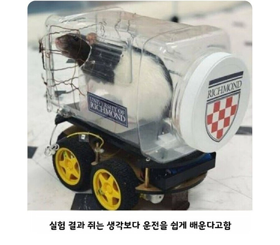 쥐가 생각보다 잘하는 것