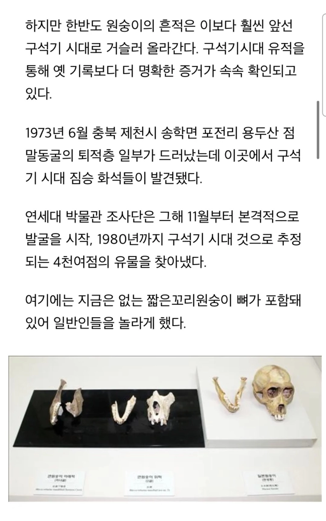 한국에 원숭이가 없는 이유