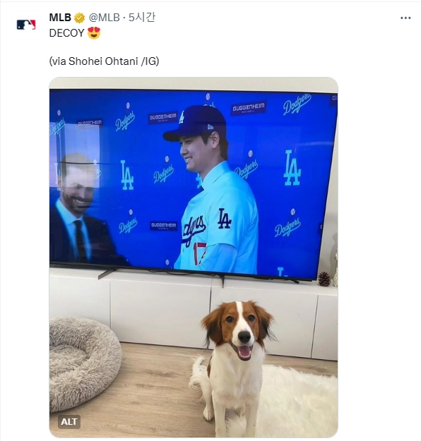 ⚾️) 시구하는 오타니 반려견