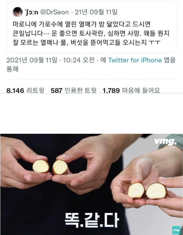 밤인 줄 알고 먹으면 큰일나는 밤같이 생긴 열매