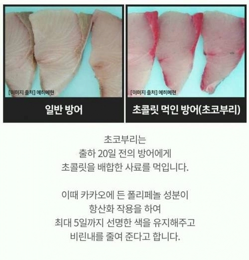 생선에게 초콜릿을 먹이는 이유?