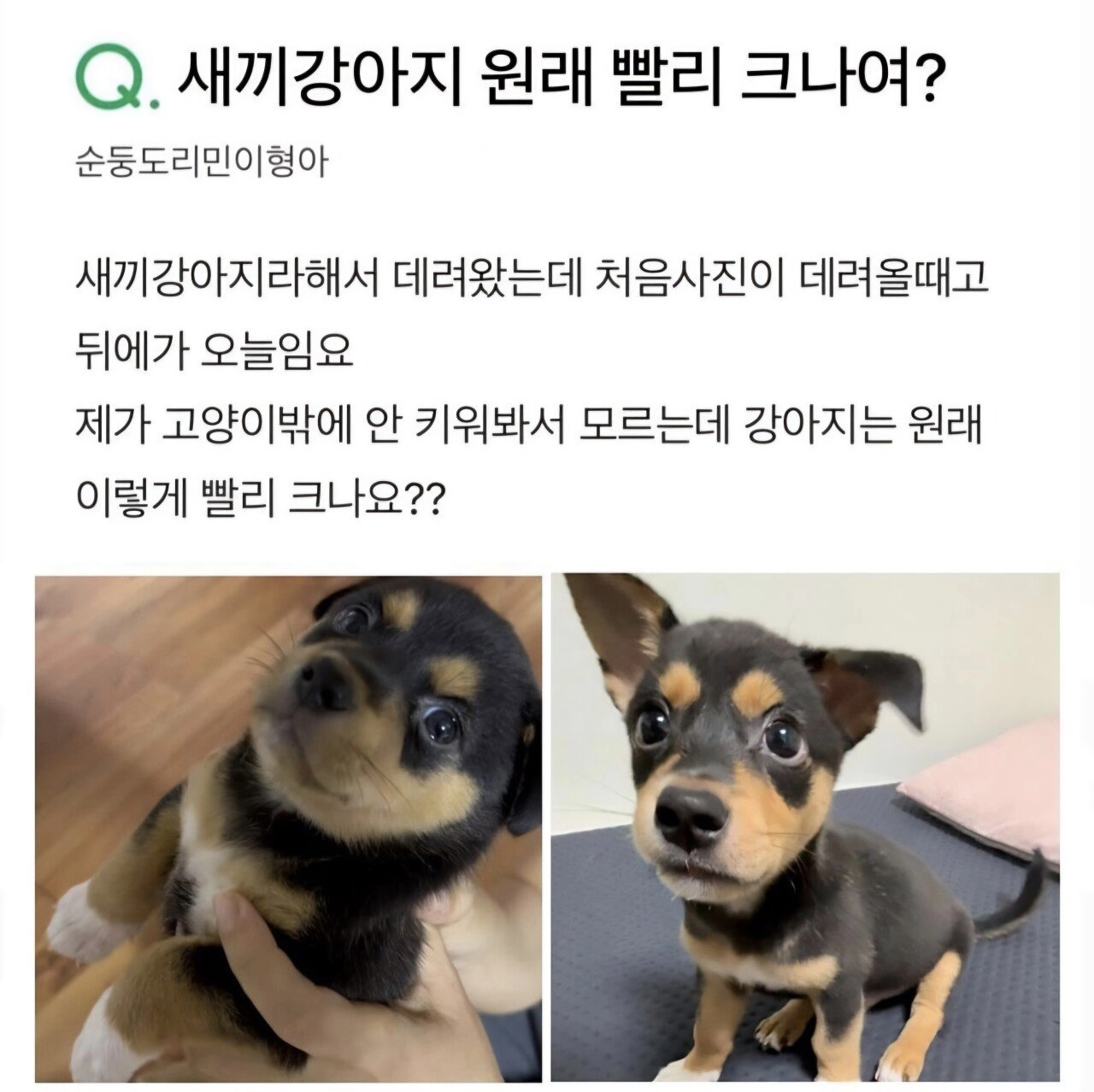 새끼 강아지 원래 빨리 크나요????