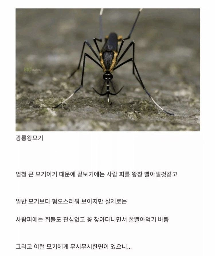 한반도에 서식하는 착한 모기