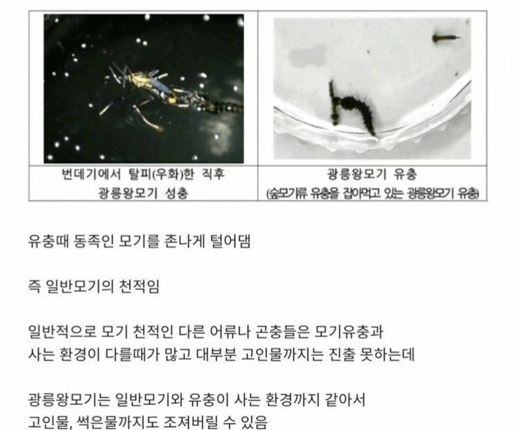 한반도에 서식하는 착한 모기