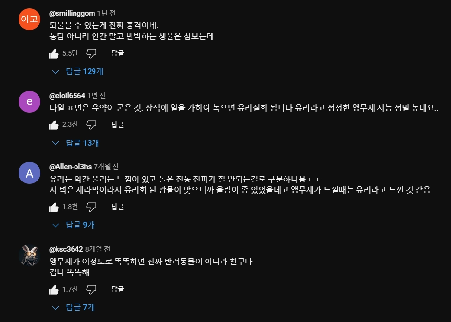 2살 된 앵무새 지능 수준