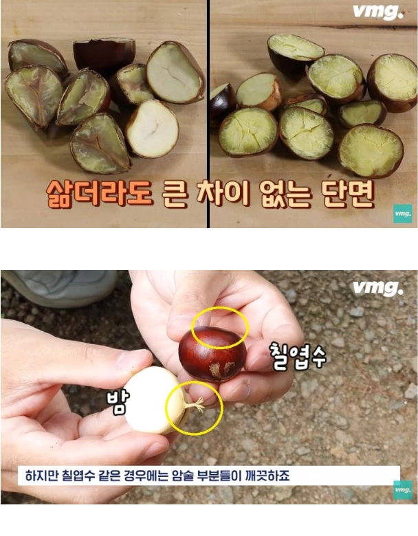 밤인 줄 알고 먹으면 큰일나는 밤같이 생긴 열매