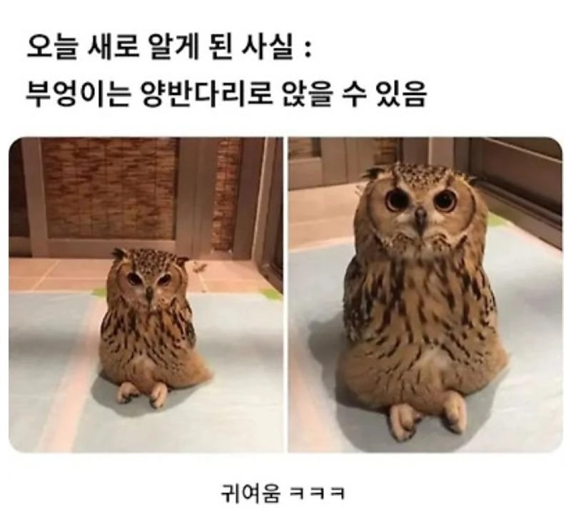 부엉이의 새로운모습