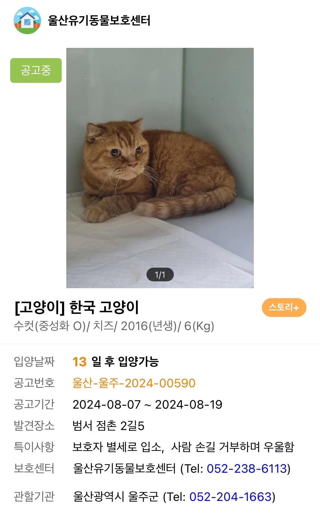 우울증 걸린채 보호소 입소한 고양이